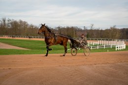 Cheval,-Chevaux,-Domaine-de-Grosbois,-Drivers,Grosbois,-Kaleidos,-Kaleidos-images,-La-parole-à-limage,-Marolles-en-Brie,-Sulky,-Tarek-Charara,-Trot,-Trotteurs